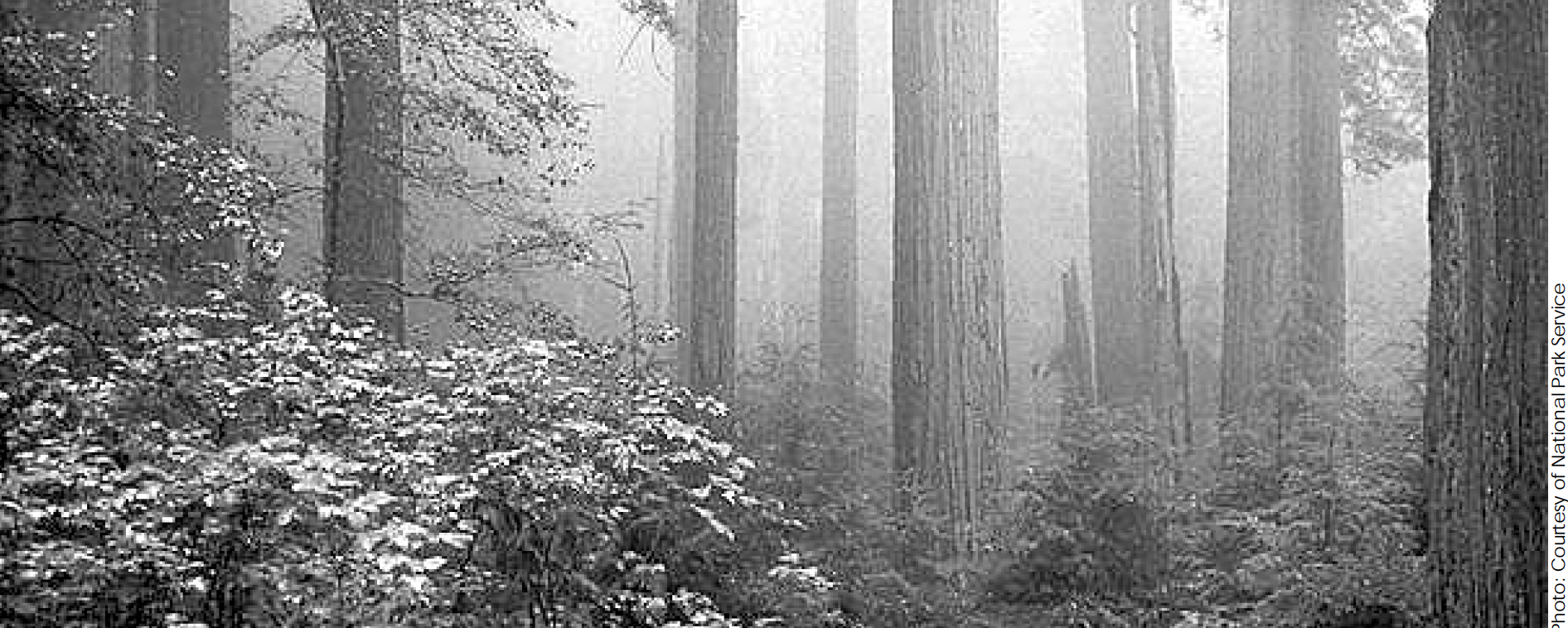 old growth forest-National Park Service